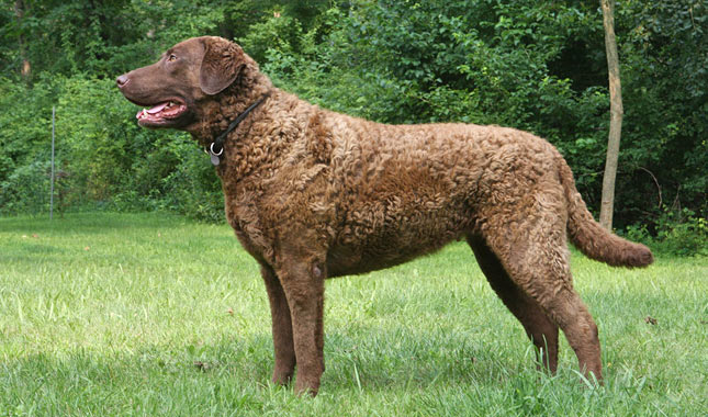 Chesapeake Bay Retriever: The Loyal and Hardy Water Dog