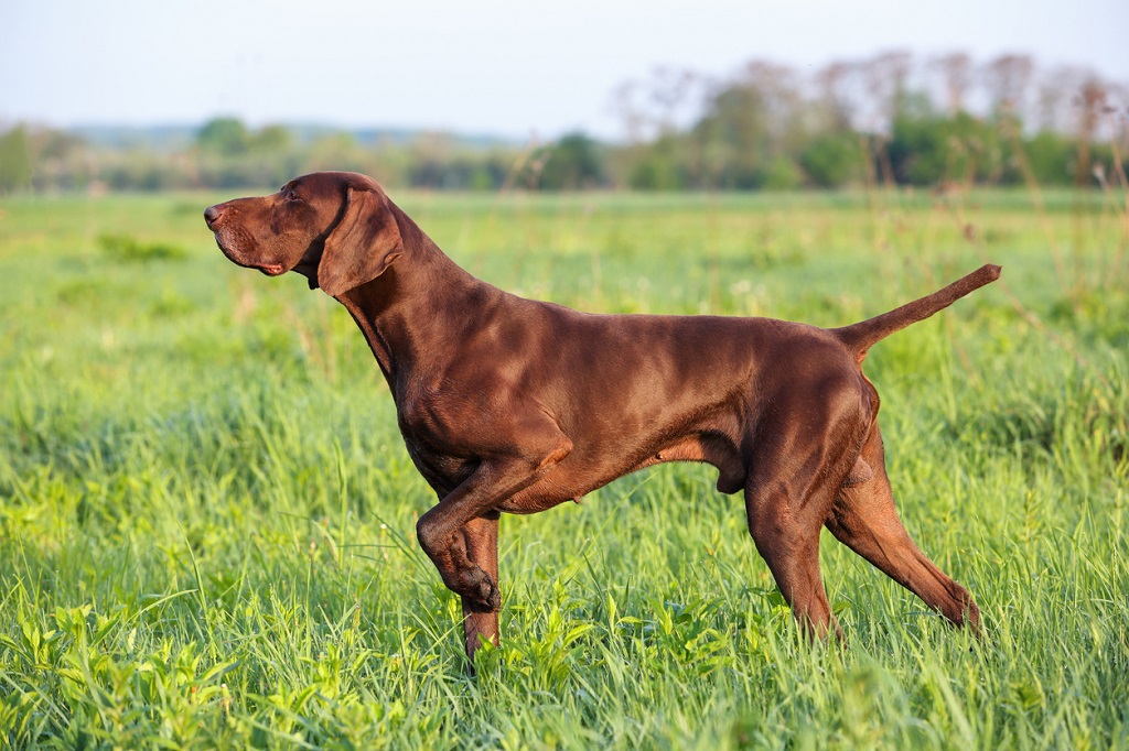 German Shorthaired Pointer: The Energetic and Versatile Sporting Dog