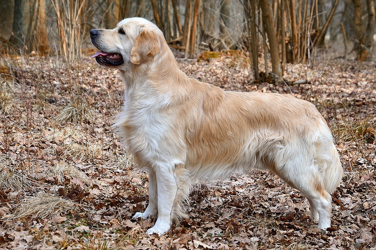 Golden Retriever: The Friendly and Loyal Family Companion