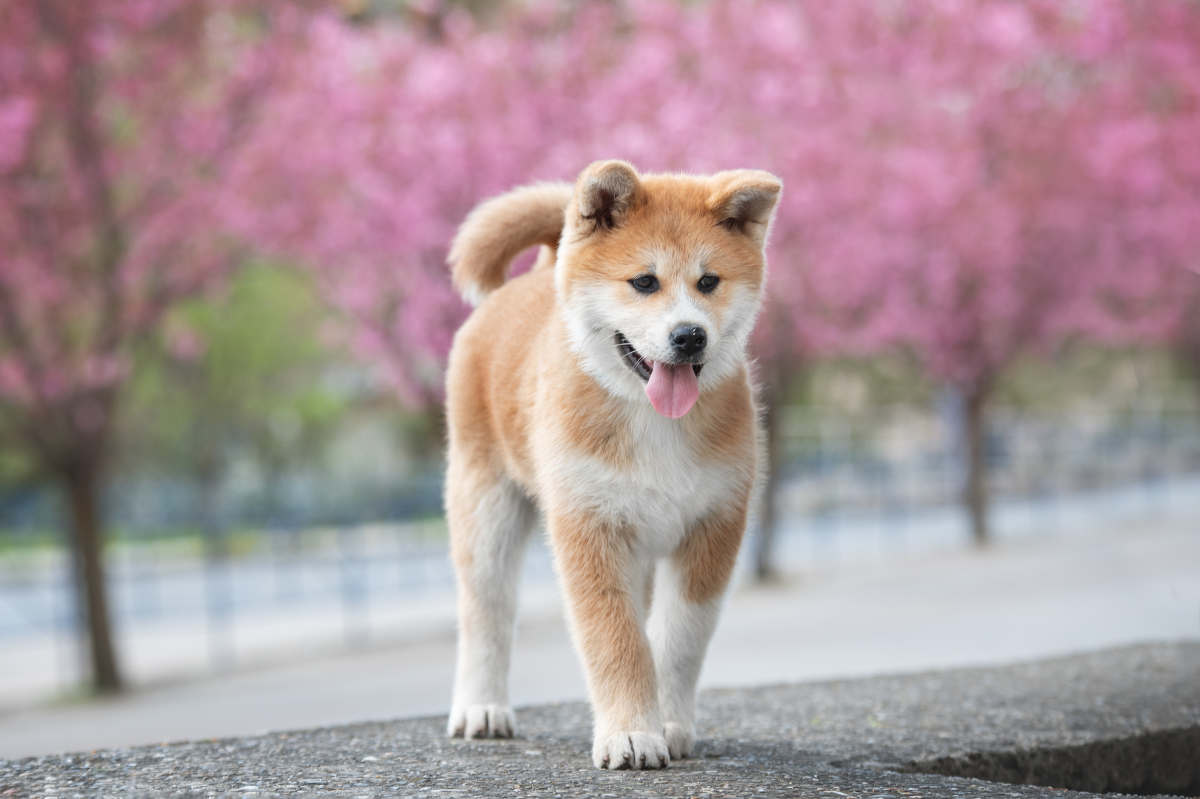 Akita: The Loyal and Noble Guardian