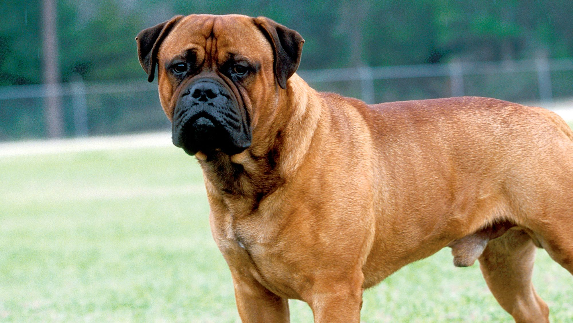 Bullmastiff: The Gentle Guardian with a Powerful Presence