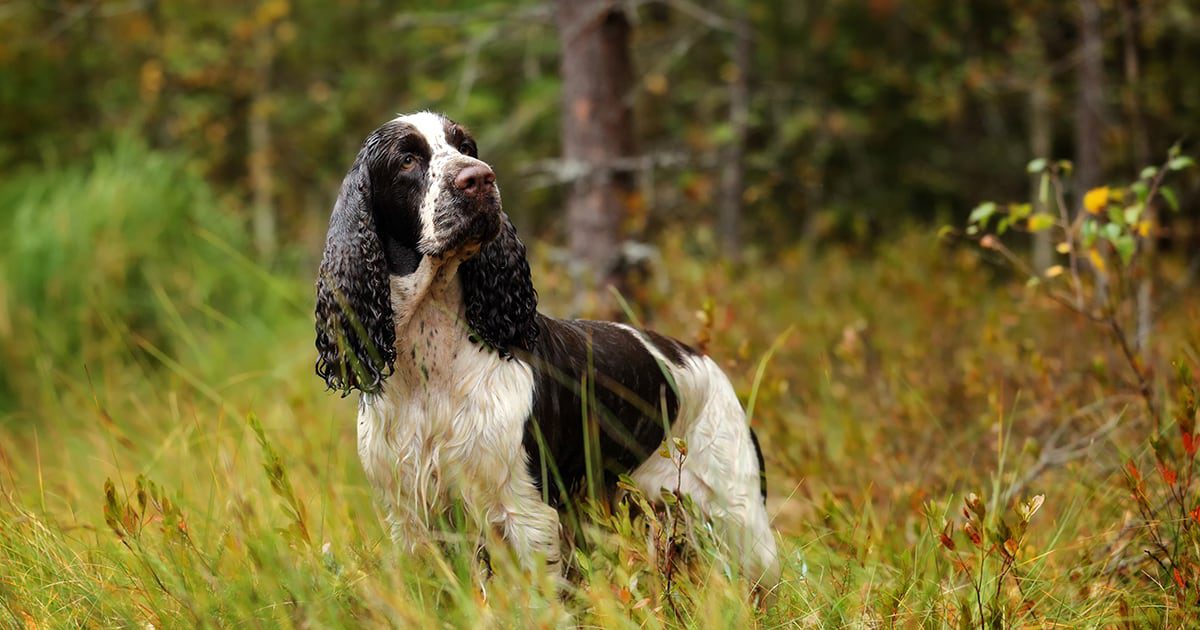 Cocker Spaniel: The Cheerful and Affectionate Companion